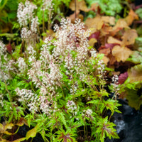Tiarelle Sugar and Spice - Tiarella Sugar and Spice - Bakker