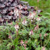 Tiarella - Tiarelle - Tiarelle Sugar and Spice - Tiarella Sugar and Spice