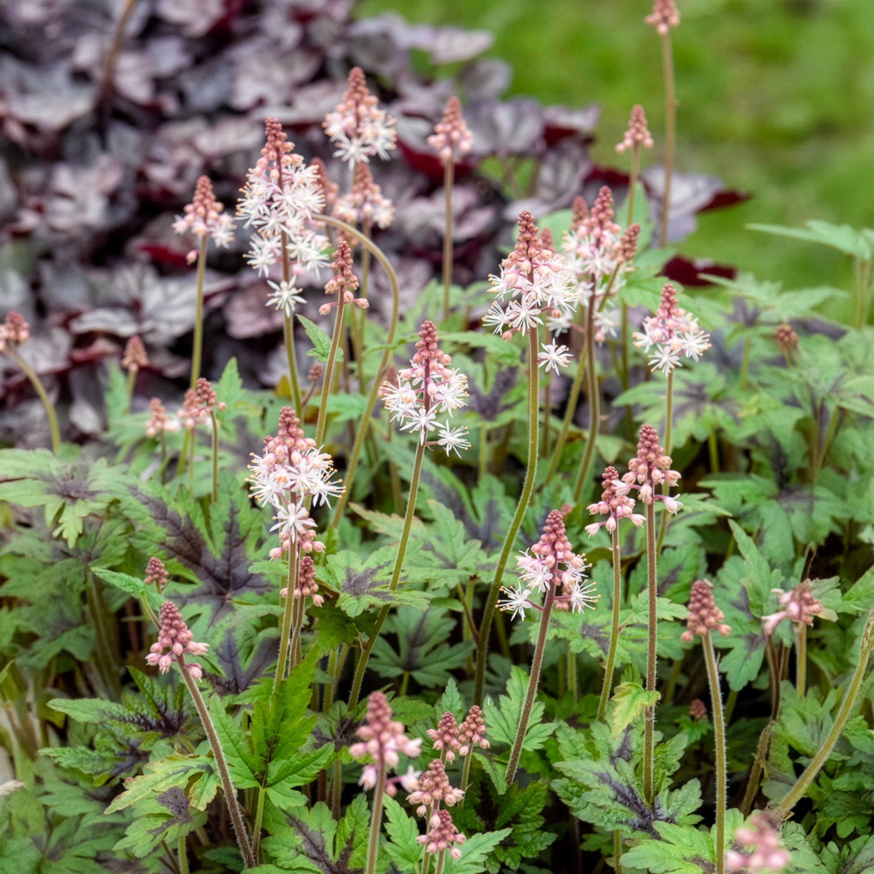 Tiarella - Tiarelle - Tiarelle Sugar and Spice - Tiarella Sugar and Spice