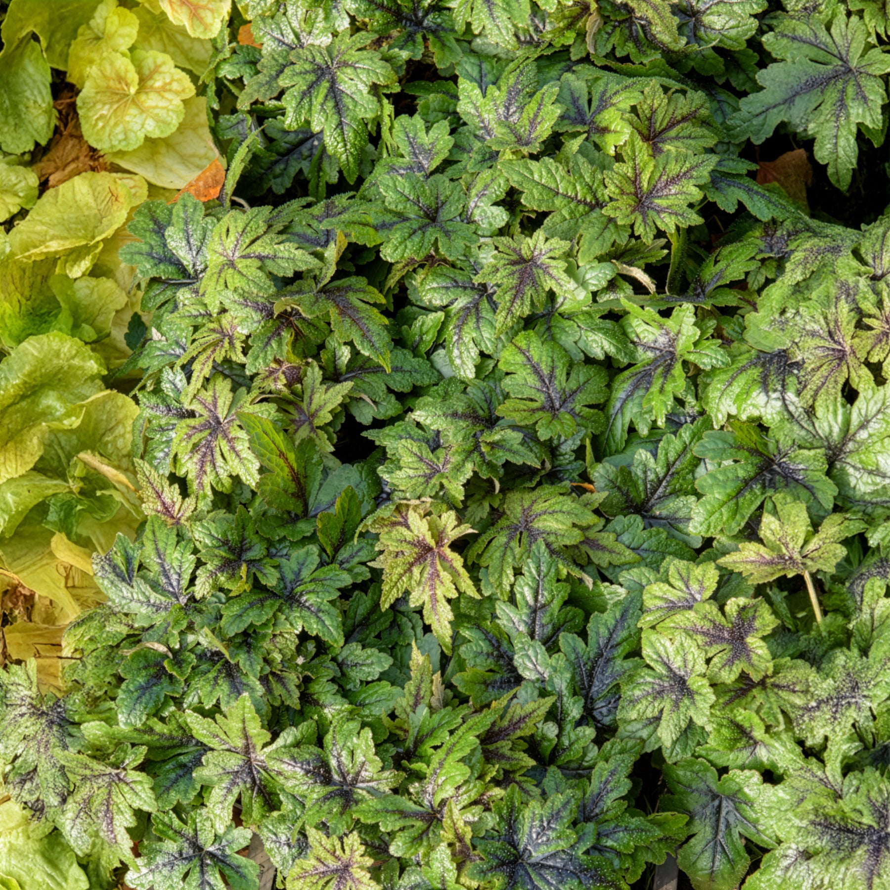 Tiarella Sugar and Spice - Tiarelle Sugar and Spice - Tiarella - Tiarelle