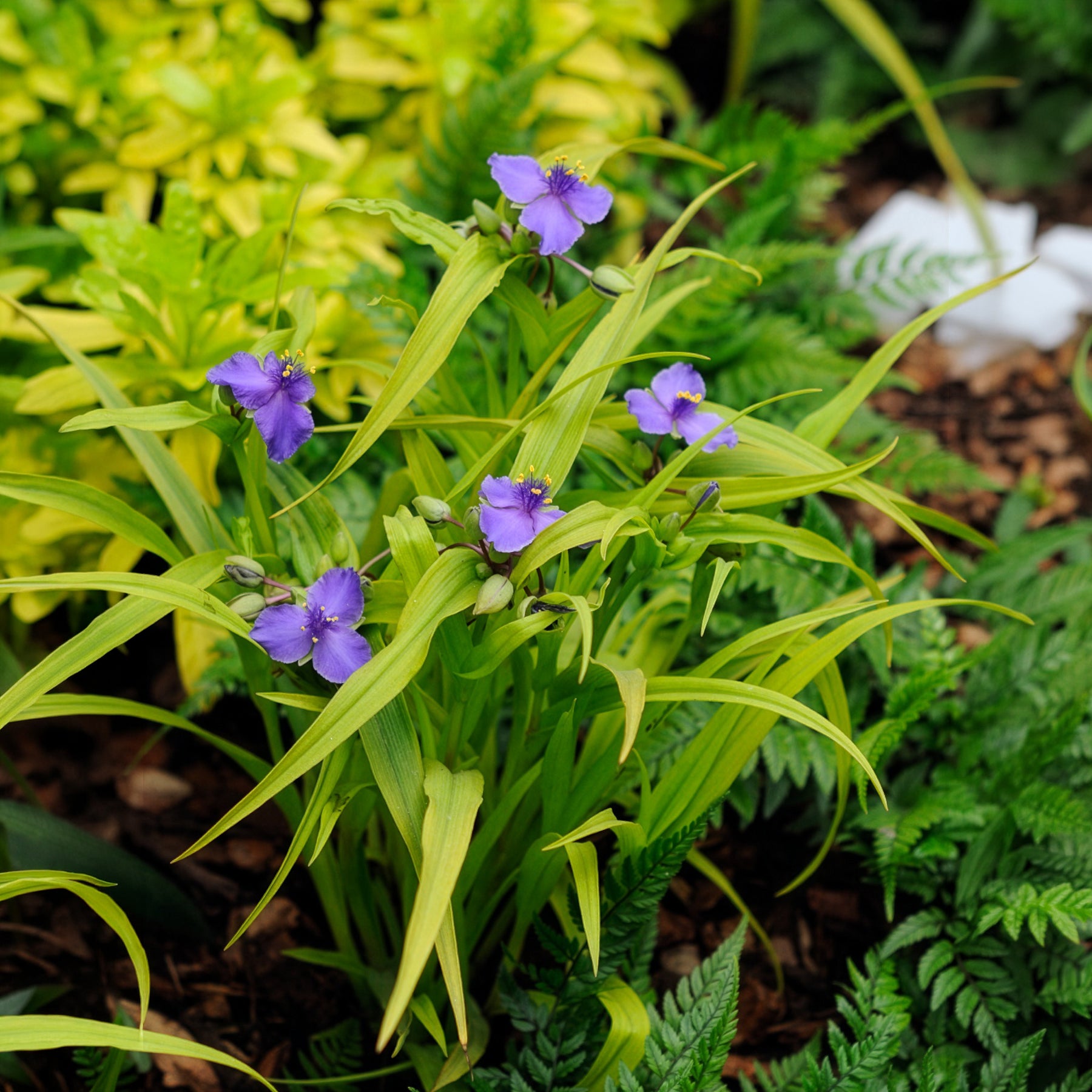 Ephémère de Virginie Sweet Kate - Tradescantia ( andersoniana group ) sweet kate - Bakker