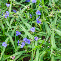 Plantes vivaces - Ephémère de Virginie Sweet Kate - Tradescantia ( andersoniana group ) sweet kate