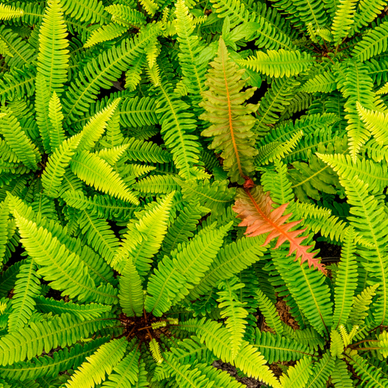 Blechnum spicant - Blechnum en épi - Plantes vivaces