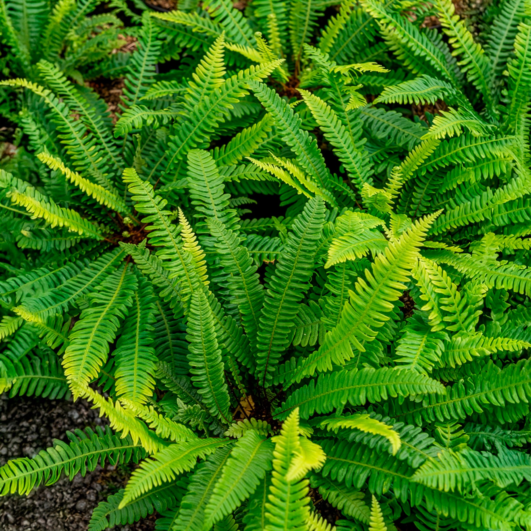 Blechnum en épi - Bakker