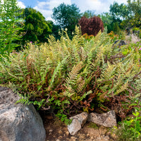 Cheilanthes lanosa - Cheilanthes lanosa - Plantes vivaces
