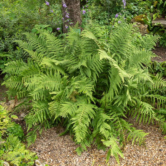 Fougère mâle - Bakker