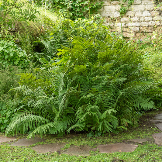 Dryopteris filix-mas - Fougère mâle - Plantes vivaces