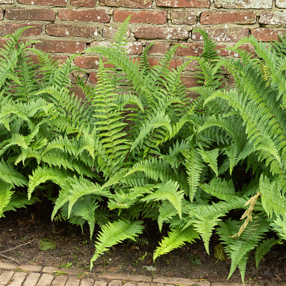 Plantes vivaces - Fougère mâle - Dryopteris filix-mas