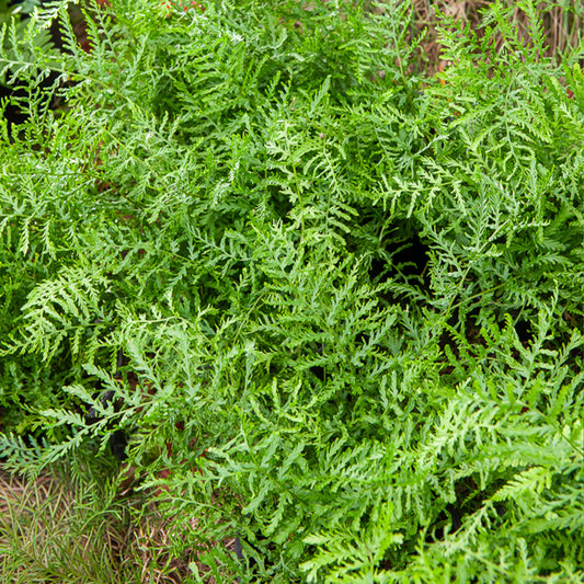 Fougère mâle Linearis Polydactyla - Bakker