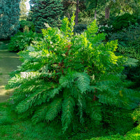 Vente Osmonde royale