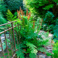 Fougères - Osmonde royale - Osmunda regalis