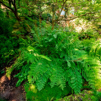 Vente Osmonde royale - Osmunda regalis