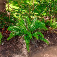 Plantes vivaces - Polystic - Polystichum munitum