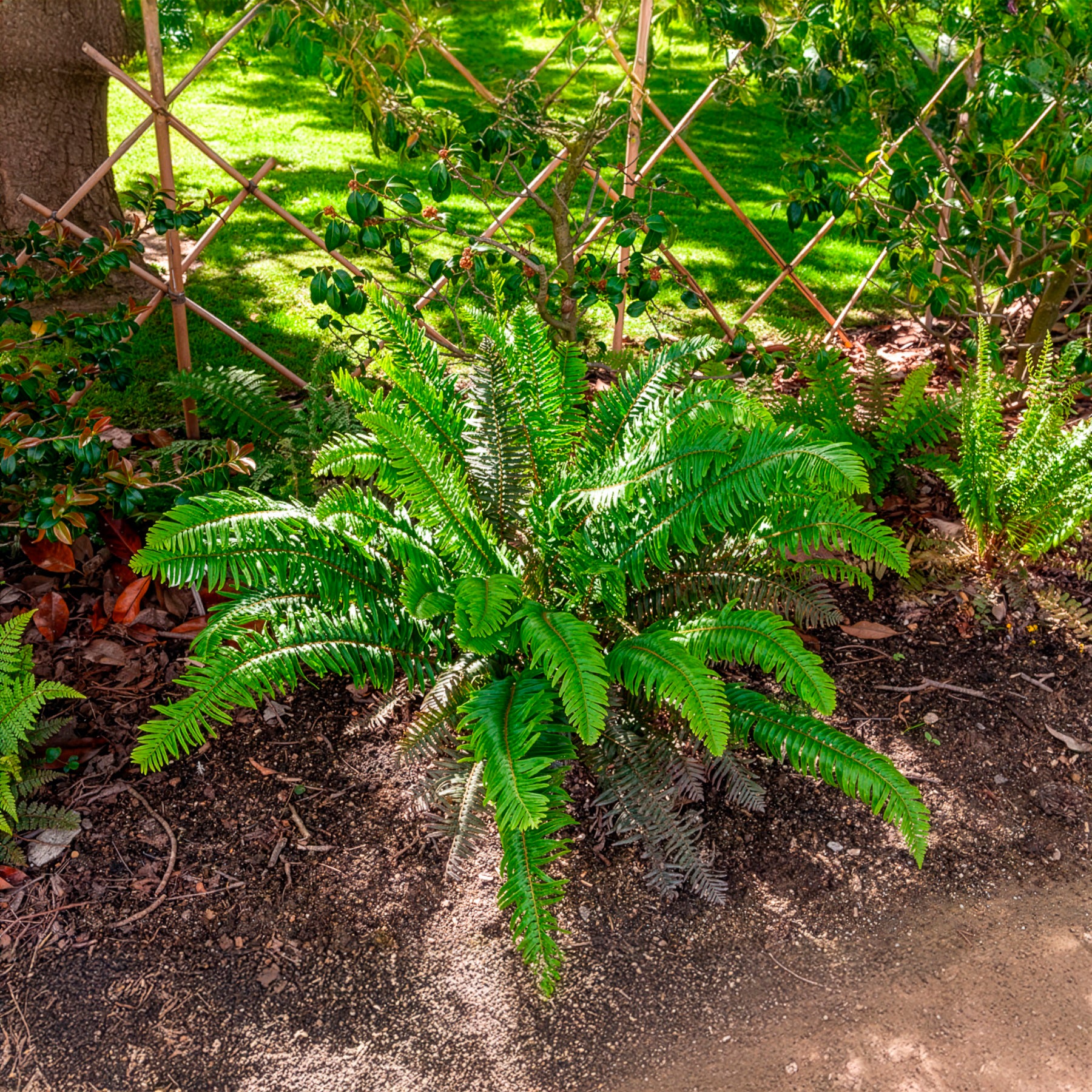 Plantes vivaces - Polystic - Polystichum munitum