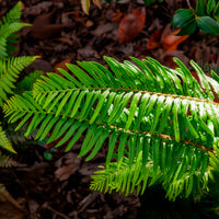 Vente Polystic - Polystichum munitum