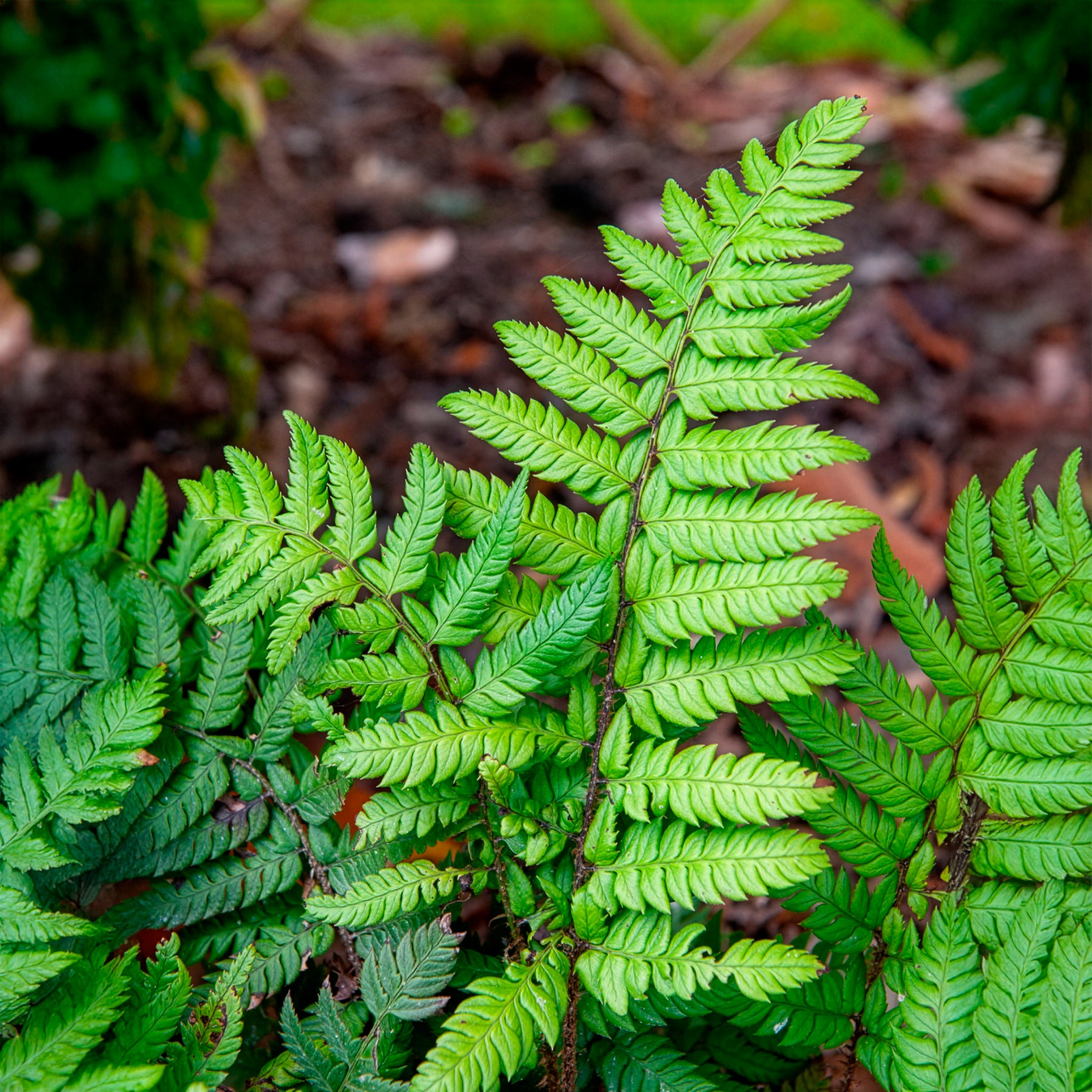 Fougères - Aspidie rigens - Fougère - Polystichum rigens