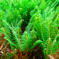 Aspidie à cils raides Dahlem - Fougère - Bakker