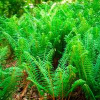 Aspidie à cils raides Dahlem - Fougère - Polystichum setiferum Dahlem - Bakker