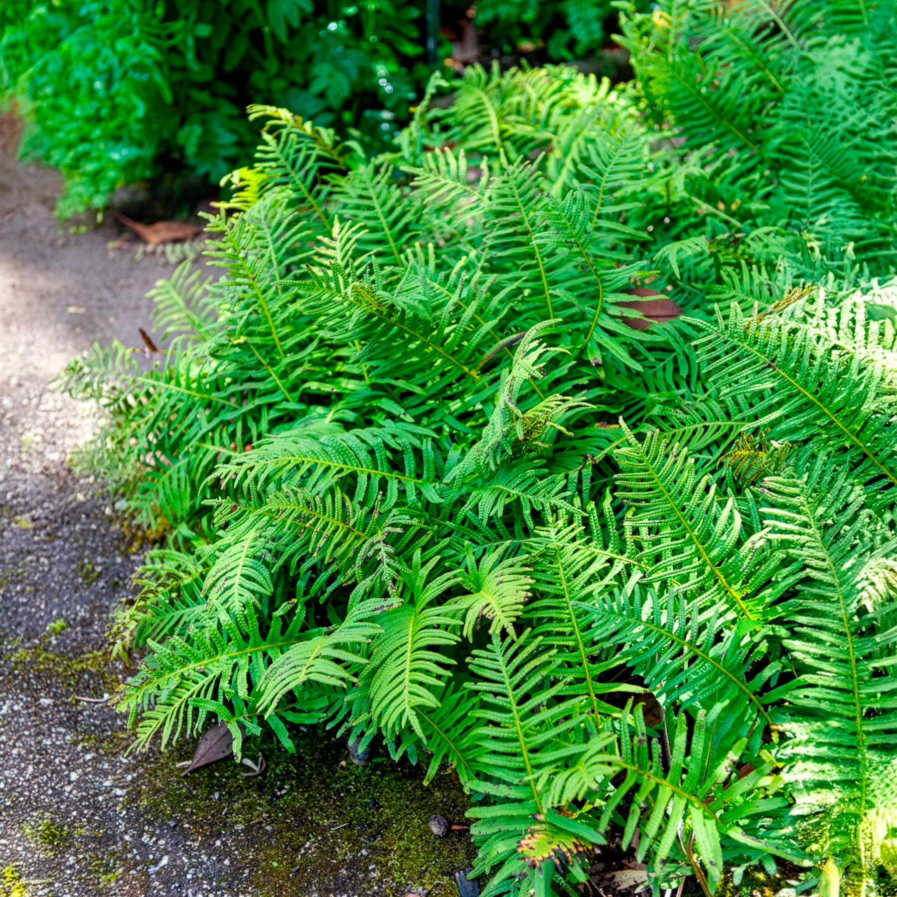 Polypodium vulgare - Polypode commun - Fougère - Fougères