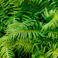 Polypode commun - Fougère - Polypodium vulgare - Bakker