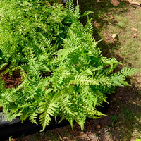Polypode commun - Fougère - Bakker