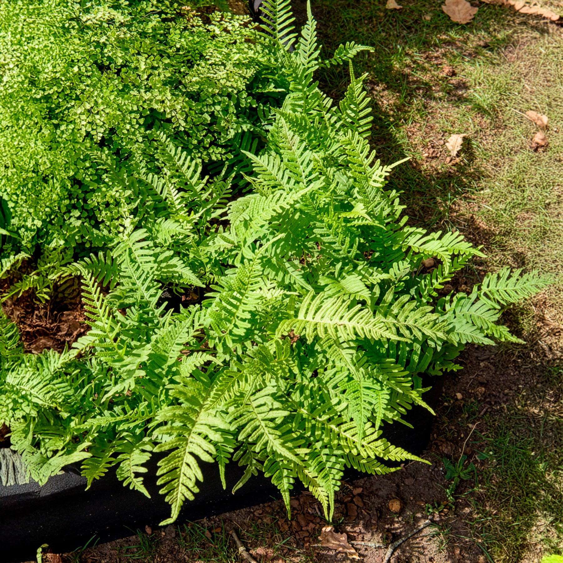 Polypode commun - Fougère - Bakker