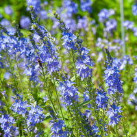 Véronique - Véronique d'Autriche Royal Blue - Veronica austriaca Royal Blue