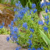 Véronique d'Autriche Royal Blue - Veronica austriaca Royal Blue - Bakker