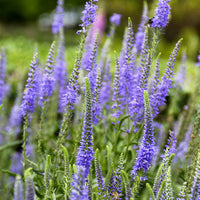 Véronique en épis - Veronica spicata - Bakker
