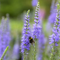 Veronica spicata - Véronique en épis - Véronique