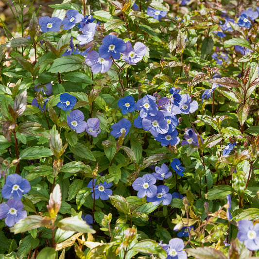 Véronique rampante Georgia Blue - Bakker