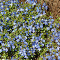 Véronique rampante Georgia Blue - Veronica umbrosa Georgia Blue - Bakker