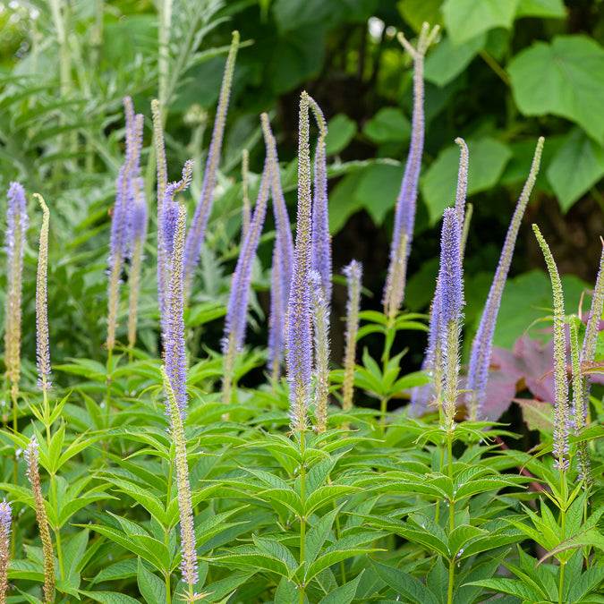 Véronique de Virginie Apollo - Veronicastrum virginicum Apollo - Bakker