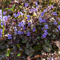 Plantes vivaces - Violette de Labrador - Viola labradorica