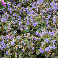 Violette de Labrador - Bakker