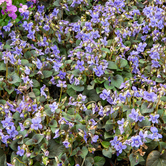 3 Violettes de Labrador