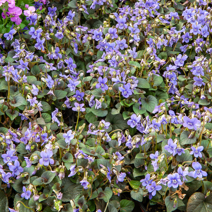 Violette de Labrador - Viola labradorica - Bakker
