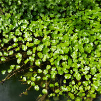 Ecuelle d'eau Herbe aux patagons - Bakker