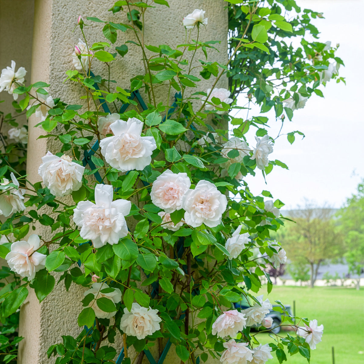 Rosier grimpant Mme Alfred Carrière - Rosa grimpant mme alfred carrière - Bakker