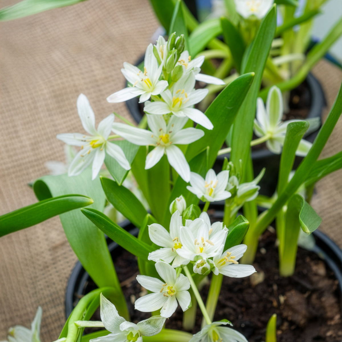 Ornithogalum balansae - 20 Ornithogales - Bulbes de printemps