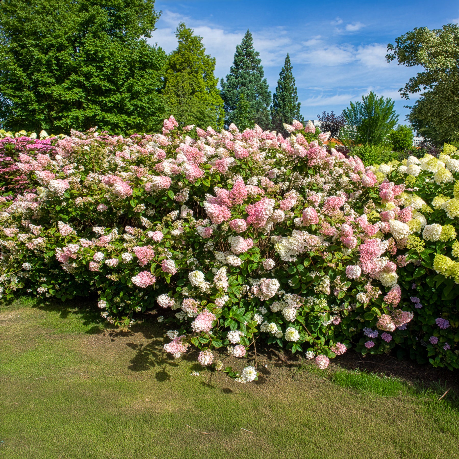Hortensia paniculé SUNDAE FRAISE® Rensun - Hydrangea paniculata Sundae Fraise® Rensun - Bakker