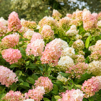 Hydrangea paniculata Sundae Fraise® Rensun - Hortensia paniculé SUNDAE FRAISE® Rensun - Hortensia paniculata