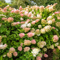 Hortensia paniculata - Hortensia paniculé SUNDAE FRAISE® Rensun - Hydrangea paniculata Sundae Fraise® Rensun