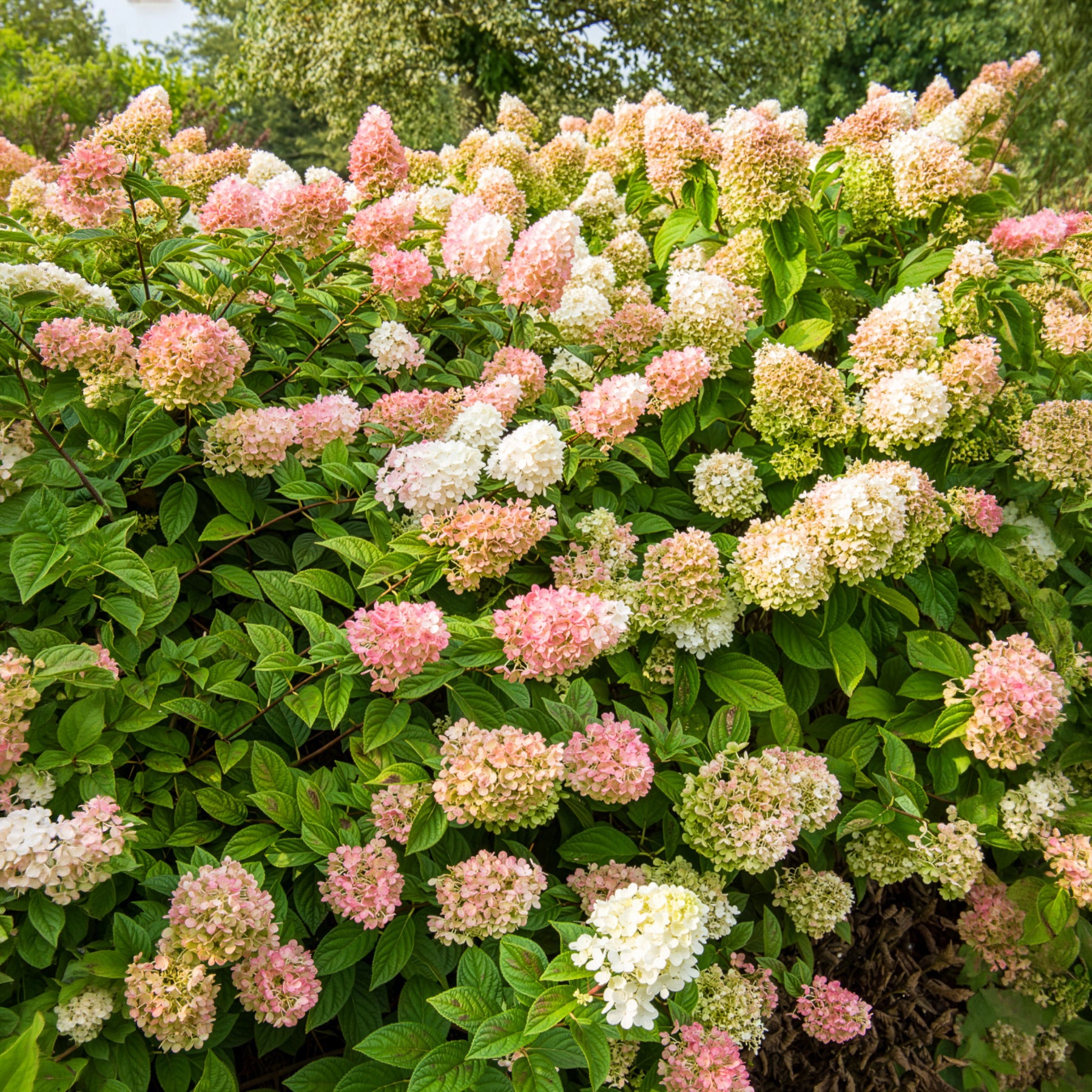 Hortensia paniculata - Hortensia paniculé SUNDAE FRAISE® Rensun - Hydrangea paniculata Sundae Fraise® Rensun