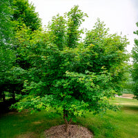 Haie d'érables champêtre - Acer campestre - Bakker