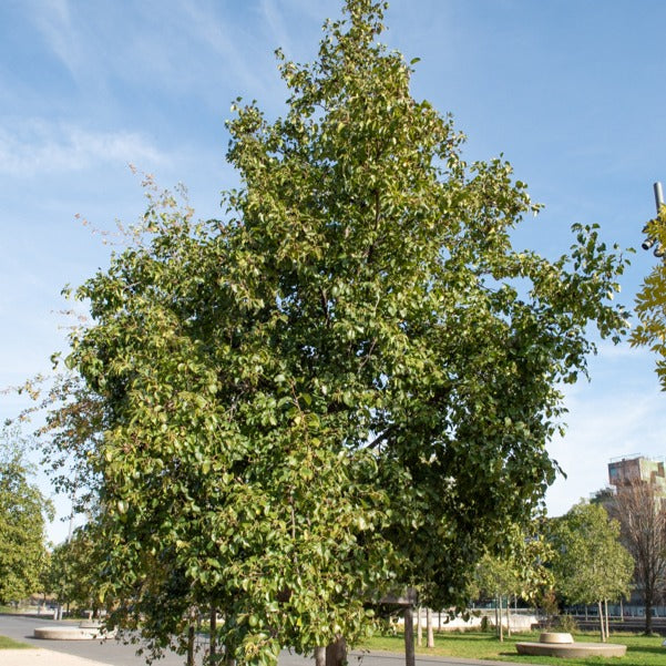 Aulne de Corse - Alnus cordata - Bakker