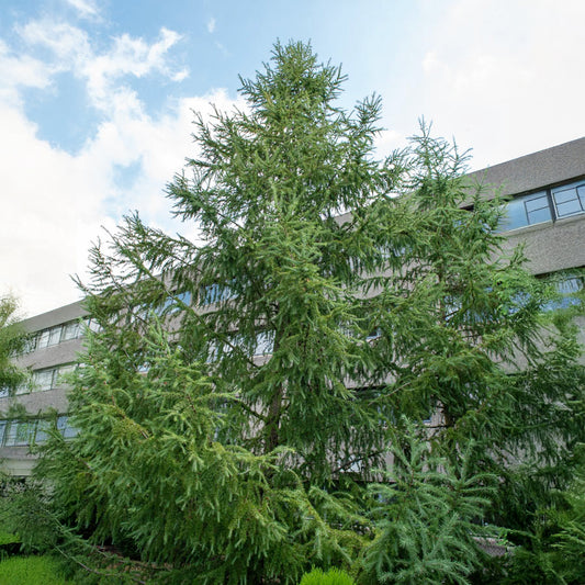 Mélèze du Japon - Bakker