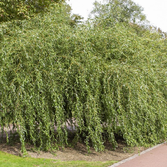 Saule pleureur tortueux - Salix babylonica tortuosa - Bakker