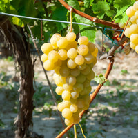 Vitis vinifera italia - Vigne Italia - Vigne