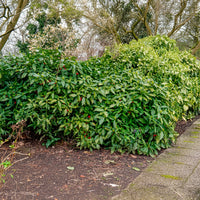 Aucuba japonica variegata - Aucuba du Japon Variegata - Plantes de terrasses et balcons